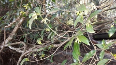 Peddiea africana