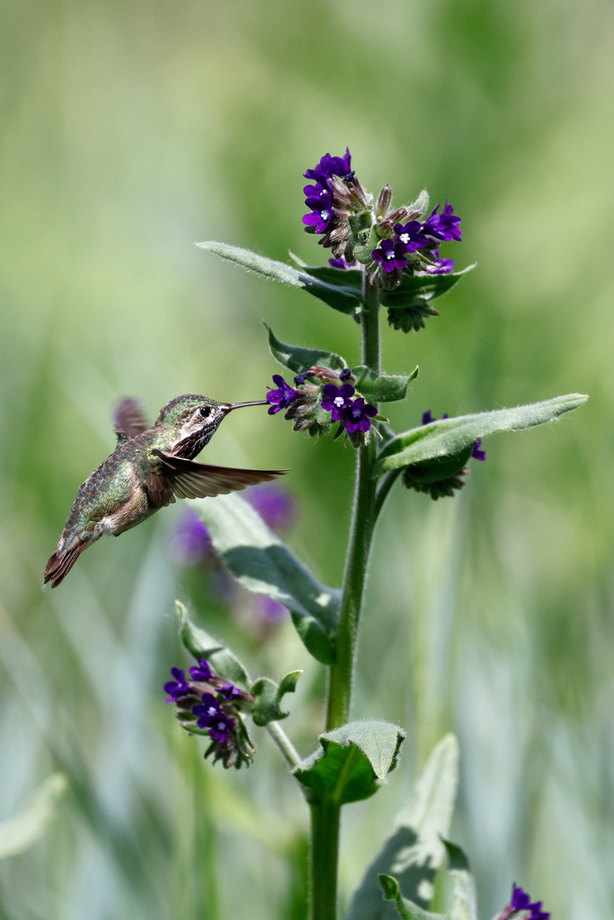 Calliope Hummingbird from Central City, Kelowna, BC, Canada on June 8, 2022 at 1112 AM by