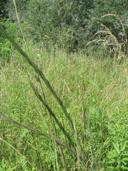 Turritis glabra