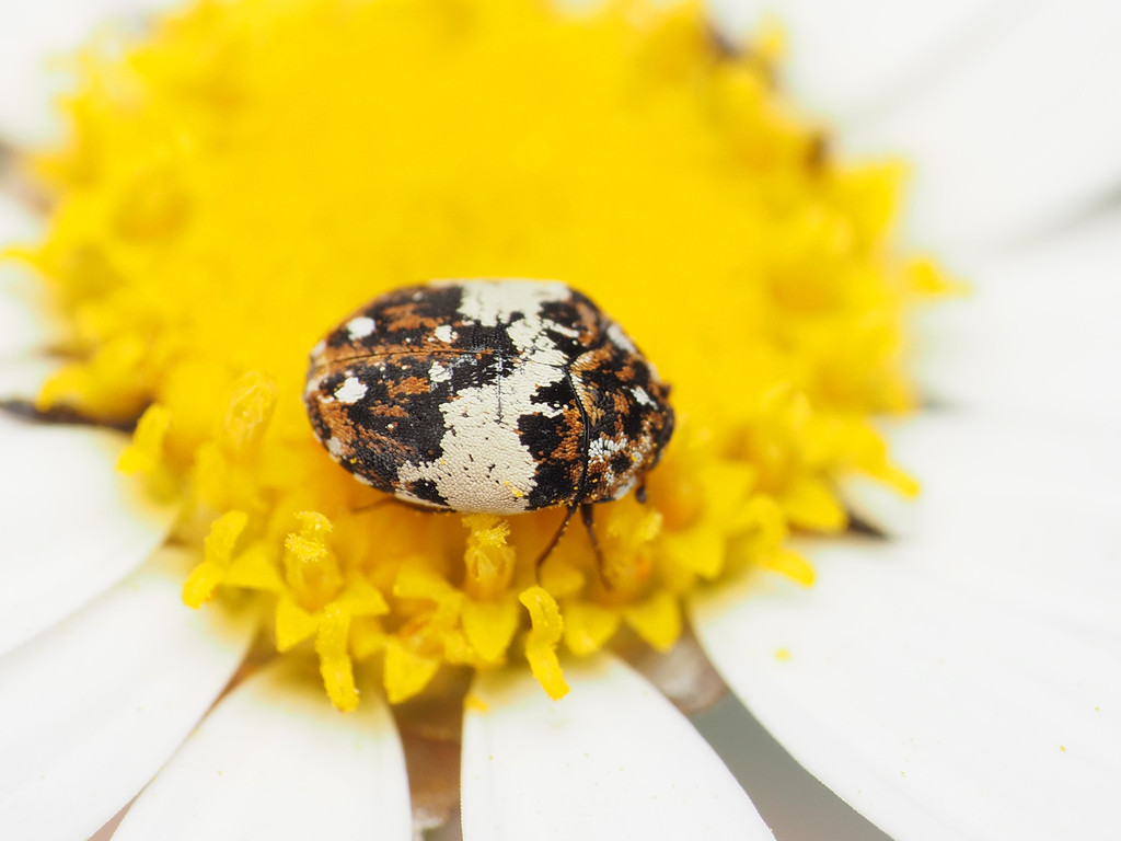 Skin Beetles