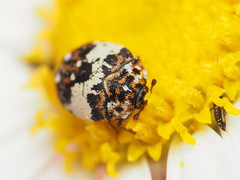 Anthrenus isabellinus