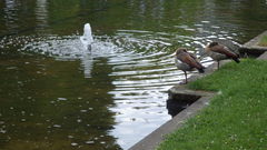 Alopochen aegyptiaca