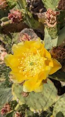 Opuntia chisosensis