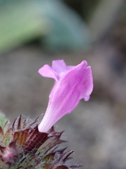 Clinopodium vulgare