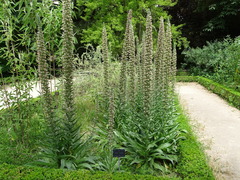 Echium boissieri