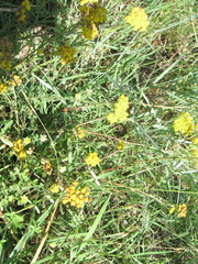 Achillea tomentosa
