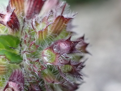 Clinopodium vulgare
