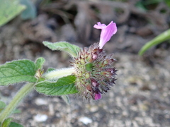 Clinopodium vulgare