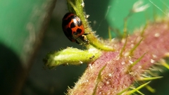Harmonia axyridis