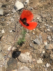 Papaver arenarium