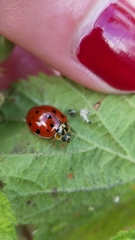 Harmonia axyridis