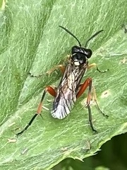 Macrophya rufipes