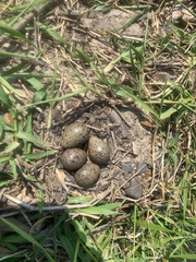 Northern Screamer photo 3