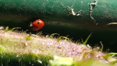Adalia bipunctata