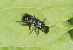 Hylaeus modestus