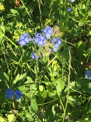 Myosotis alpestris