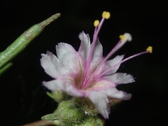 Mirabilis glabra