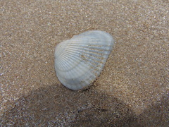Noetia