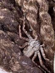 Selenops submaculosus