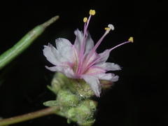 Mirabilis glabra