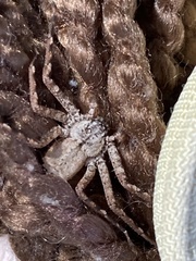 Selenops submaculosus