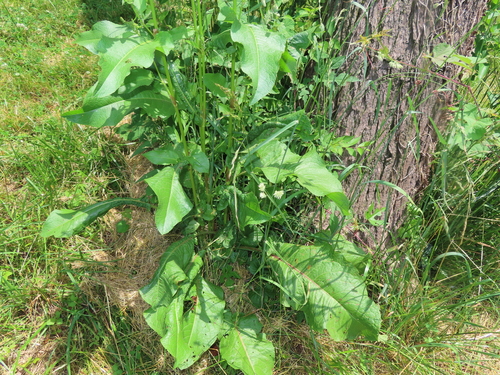 Image of Rumex altissimus by (c) Mila C., some rights reserved (CC BY)