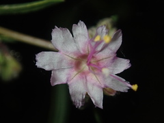 Mirabilis glabra