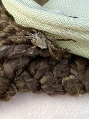 Selenops submaculosus