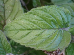 Clinopodium vulgare
