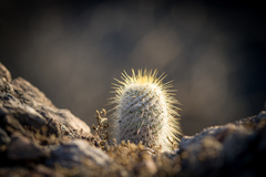 Mammillaria dixanthocentron