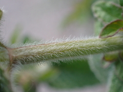 Clinopodium vulgare