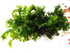 Ulva rigida