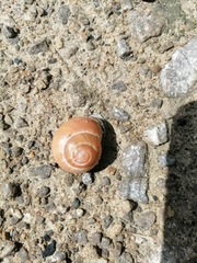 Cepaea nemoralis