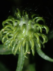 Grindelia subalpina