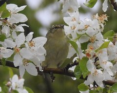 Vireo philadelphicus