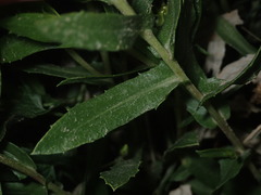 Grindelia subalpina