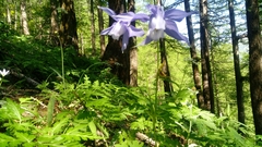 Aquilegia alpina