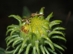 Grindelia subalpina