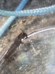 Platydracus cinnamopterus