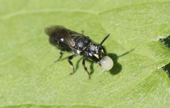 Hylaeus modestus