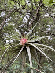 Tillandsia recurvifolia