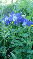 Aquilegia alpina