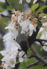 Vireo philadelphicus
