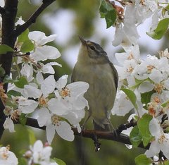 Vireo philadelphicus