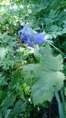 Aquilegia alpina
