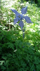 Aquilegia alpina
