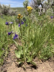 Senecio integerrimus exaltatus