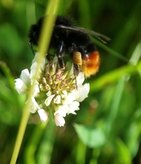 Bombus lapidarius