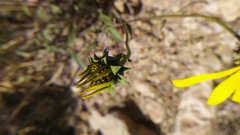 Viguiera