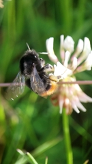 Bombus lapidarius